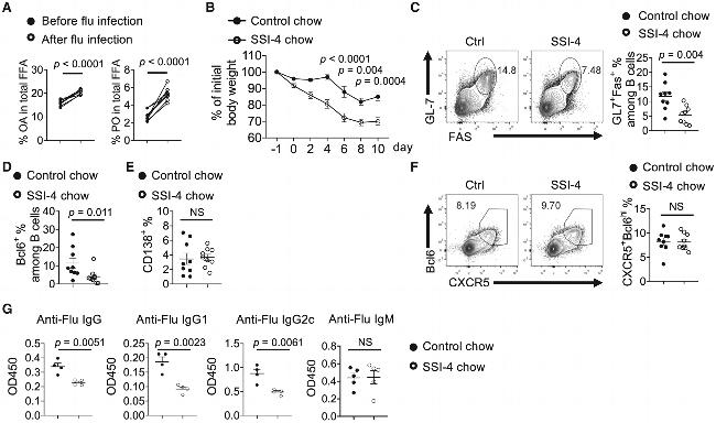Mouse IgM Antibody in ELISA (ELISA)