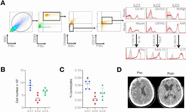 CRTH2 Antibody in Flow Cytometry (Flow)