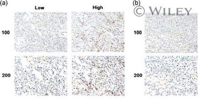 MPHOSPH1 Antibody in Immunohistochemistry (IHC)