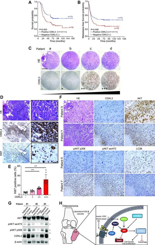 NKIAMRE Antibody in Western Blot, Immunohistochemistry (WB, IHC)