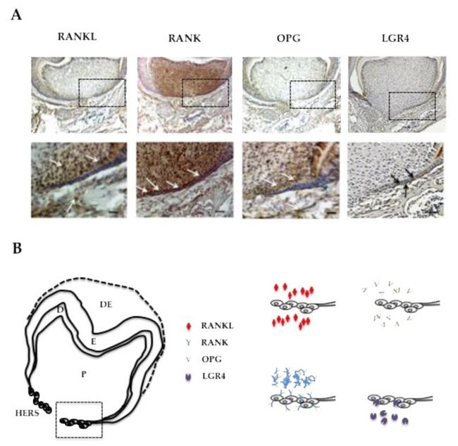 LGR4 Antibody in Immunohistochemistry (IHC)