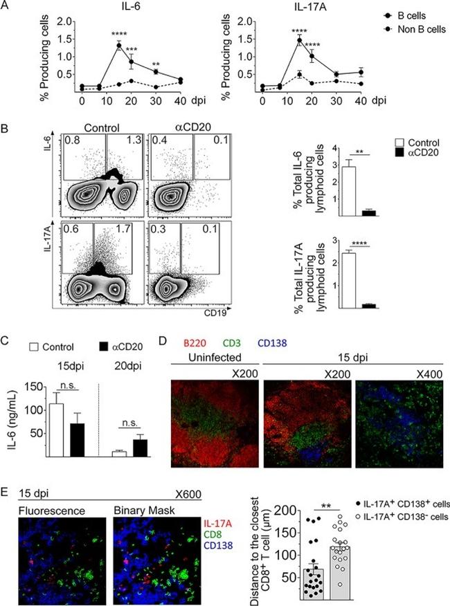 CD3e Antibody in Immunohistochemistry, Immunocytochemistry (IHC, ICC/IF)