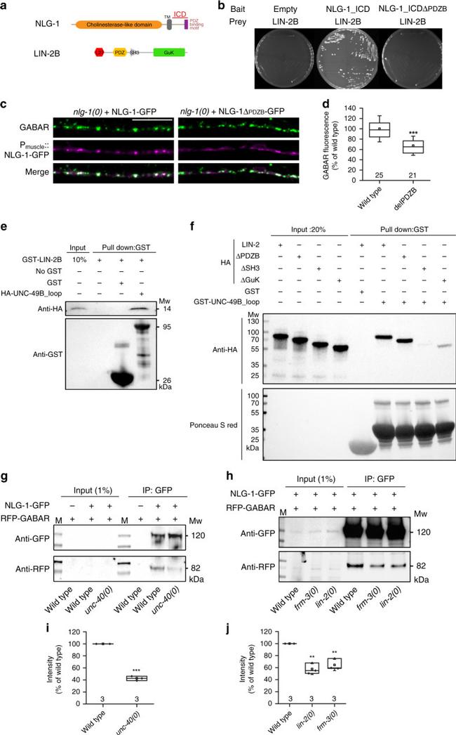 RFP Monoclonal Antibody (RF5R) | Invitrogen (MA5-15257)