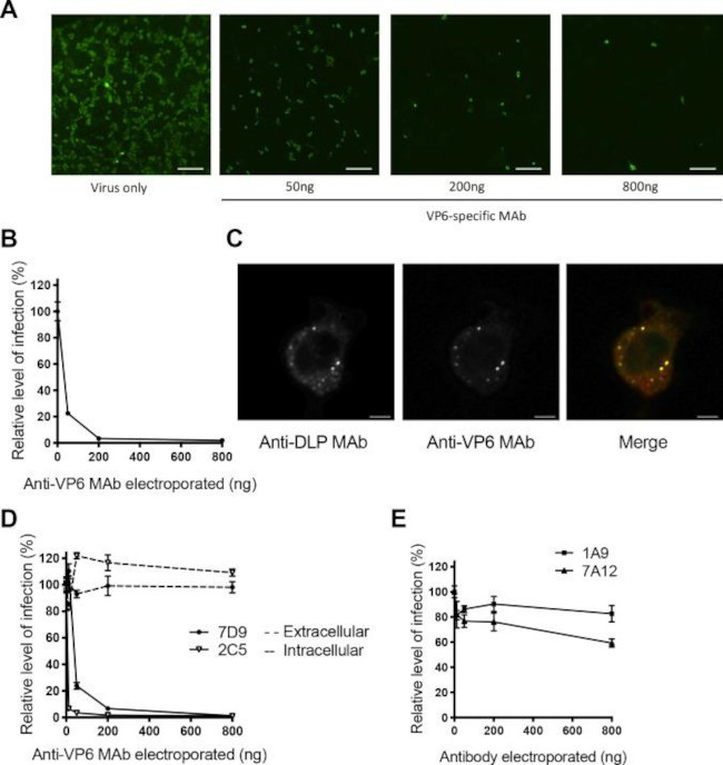 Rotavirus Antibody in Immunohistochemistry, Immunocytochemistry (IHC, ICC/IF)