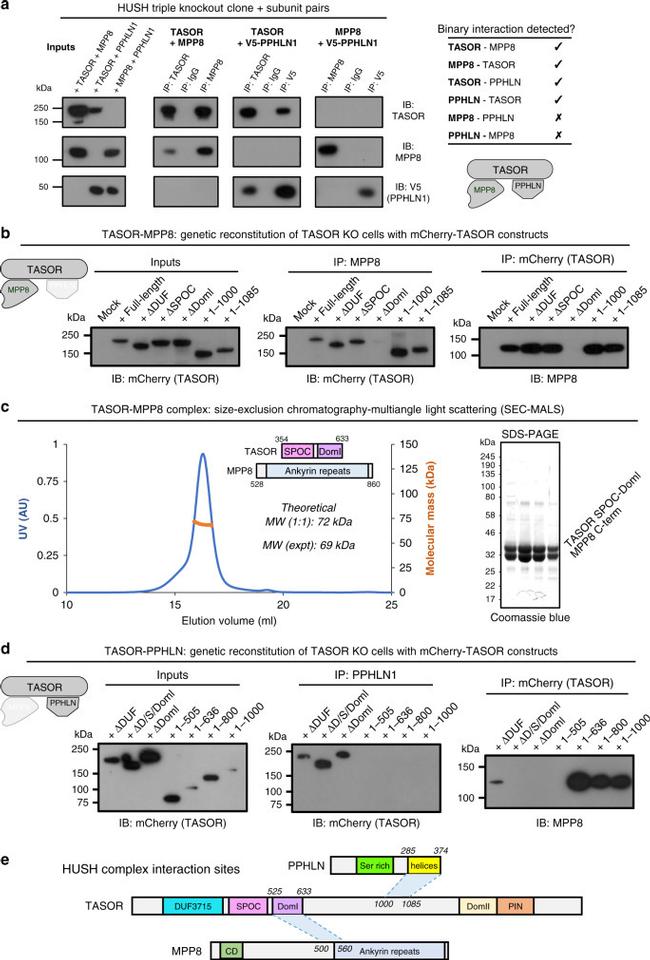 mCherry Monoclonal Antibody (16D7) (M11217)