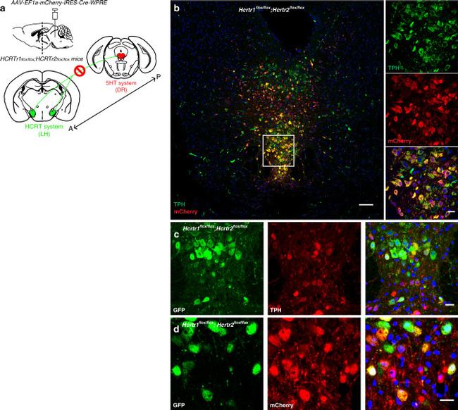 mCherry Monoclonal Antibody (16D7) (M11217)