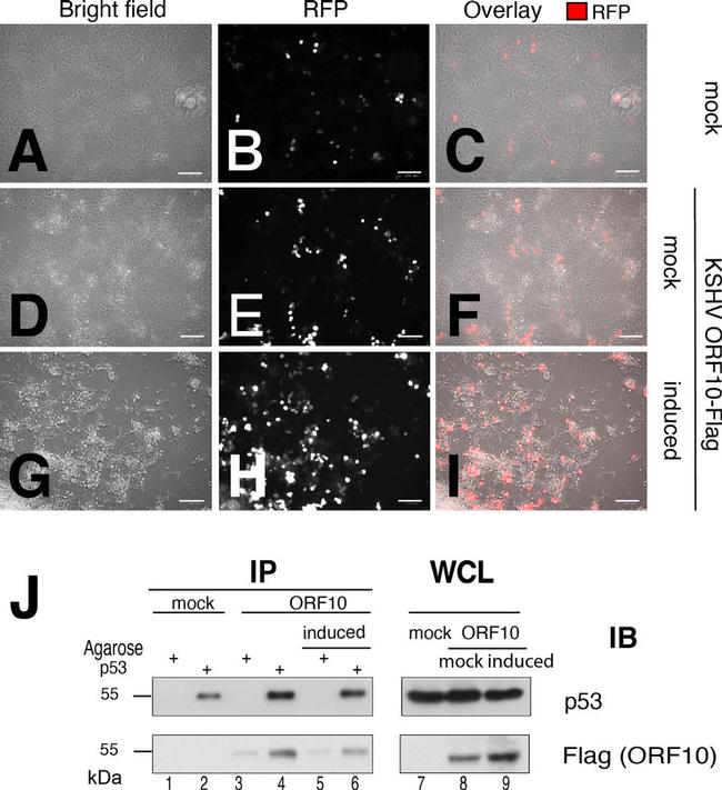 p53 Antibody in Western Blot, Immunoprecipitation (WB, IP)