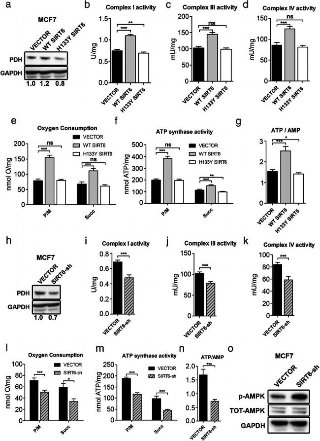 AMPK alpha-2 Antibody in Western Blot (WB)
