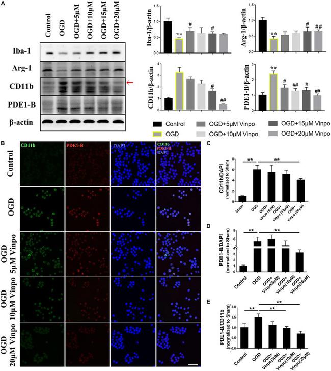 CD11b Antibody in Western Blot, Immunocytochemistry (WB, ICC/IF)