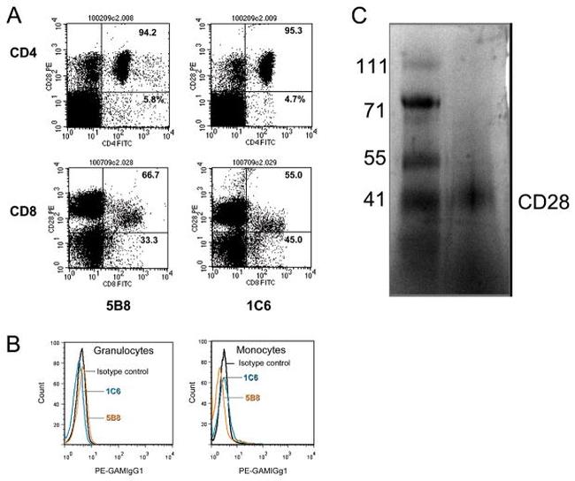 CD28 Antibody in Western Blot, Flow Cytometry (WB, Flow)