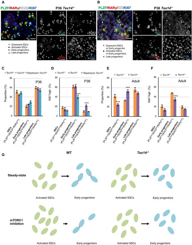 Ki-67 Antibody in Immunocytochemistry, Flow Cytometry (ICC/IF, Flow)
