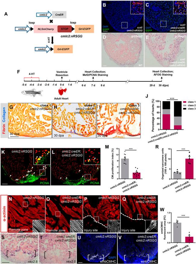 mCherry Monoclonal Antibody (16D7) (M11217)