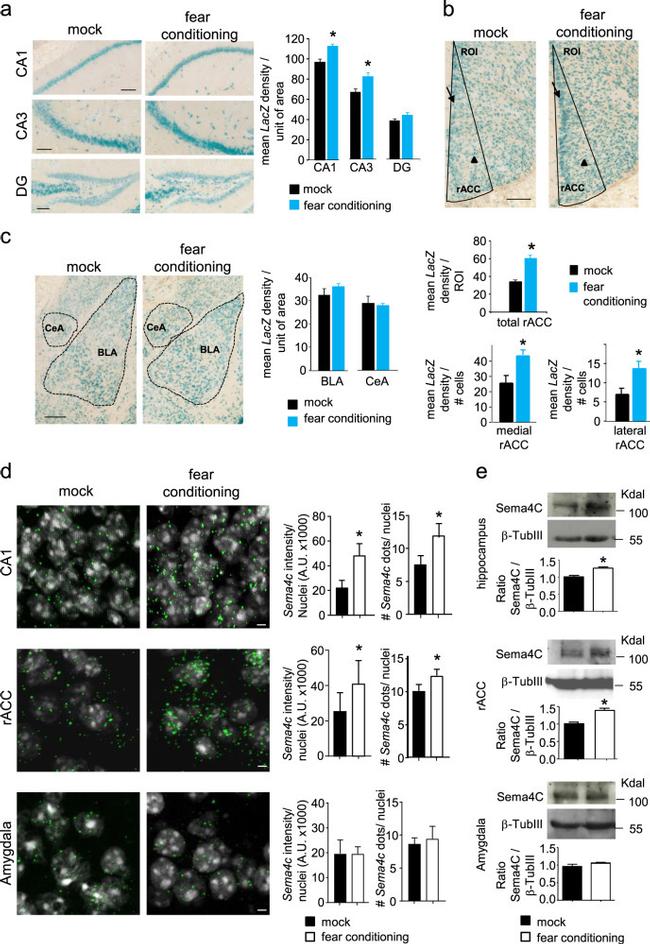 SEMA4C Antibody in Western Blot (WB)
