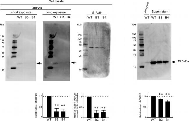 OBP2B Antibody in Western Blot (WB)