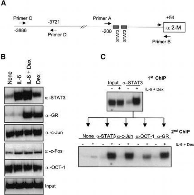Glucocorticoid Receptor Antibody in ChIP Assay (ChIP)