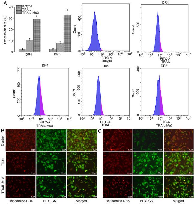 DR4 Antibody in Flow Cytometry (Flow)