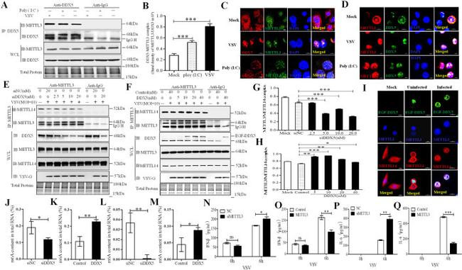 METTL3 Antibody in Western Blot, ELISA, Immunoprecipitation (WB, ELISA, IP)