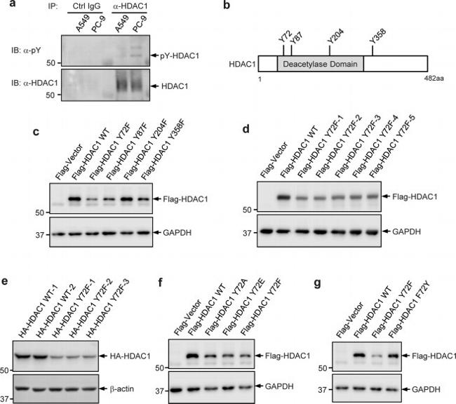 Phosphotyrosine Antibody in Western Blot (WB)