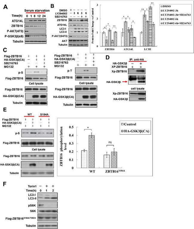 Phosphoserine Antibody