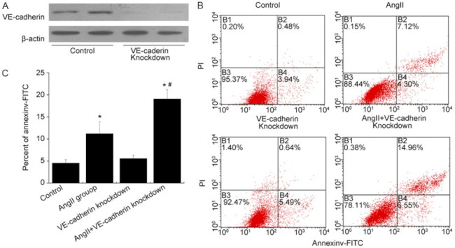 VE-cadherin Antibody