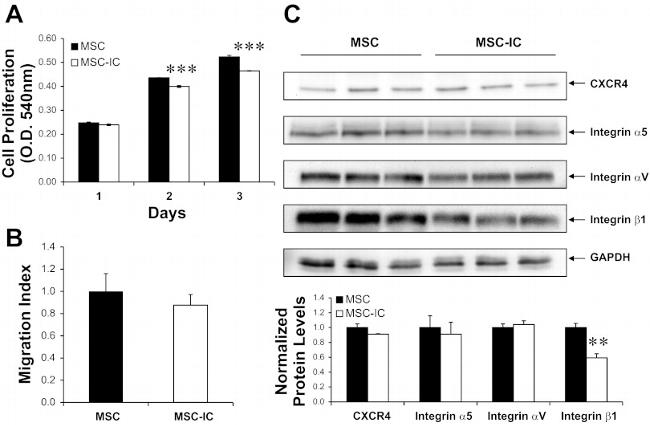 CXCR4 Antibody