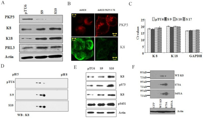 PKP3 Antibody