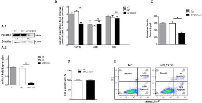 PLCXD3 Antibody