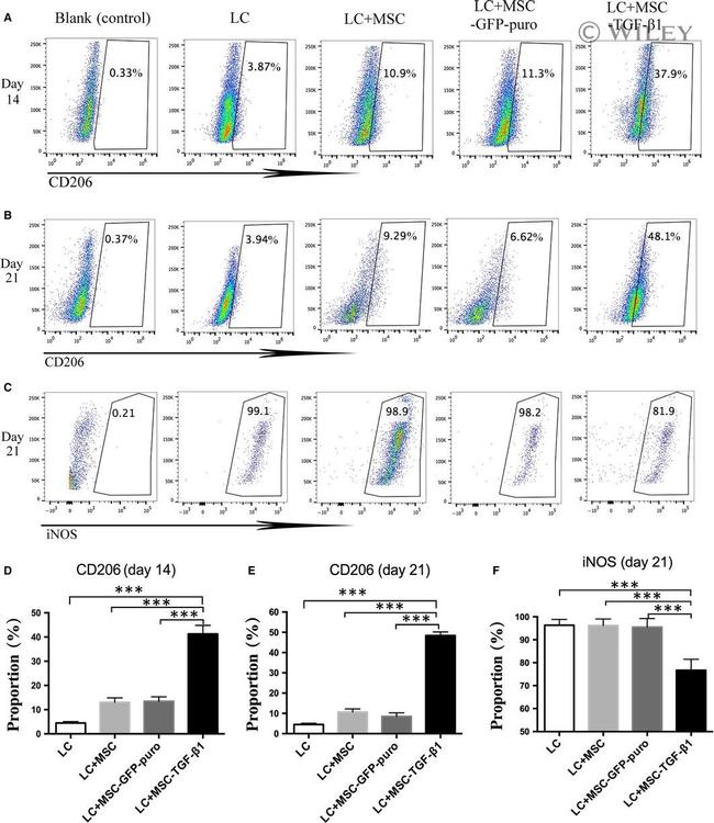 iNOS Monoclonal Antibody (CXNFT), APC (17592082)