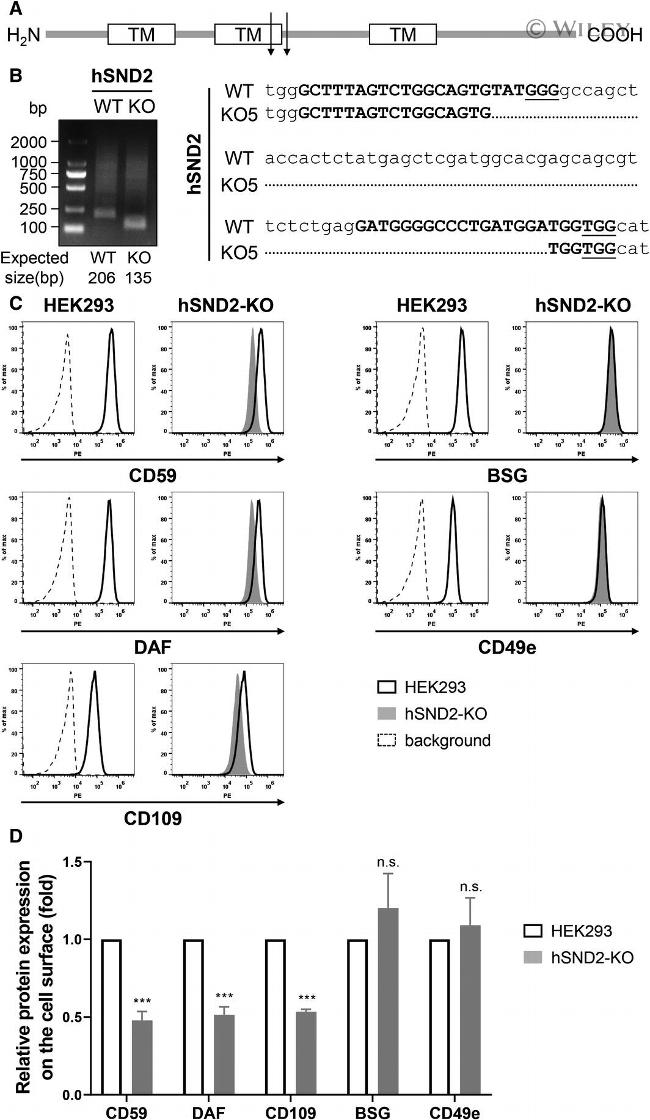 CD49e (Integrin alpha 5) Antibody in Flow Cytometry (Flow)