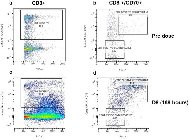 CD70 Monoclonal Antibody (113-16), eFluor™ 660, eBioscience ...