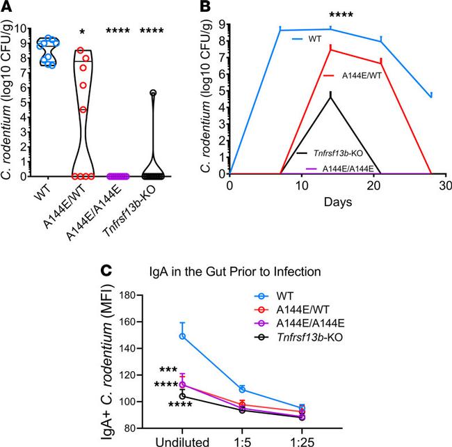 Mouse IgA Antibody in Flow Cytometry (Flow)