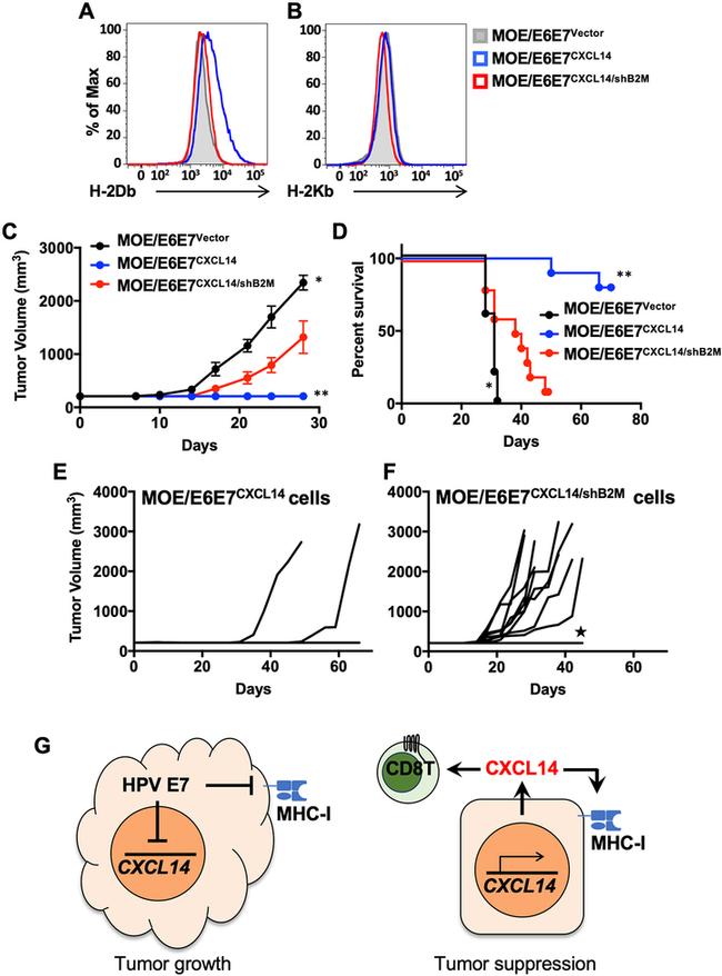 MHC Class I (H-2Db) Antibody in Flow Cytometry (Flow)
