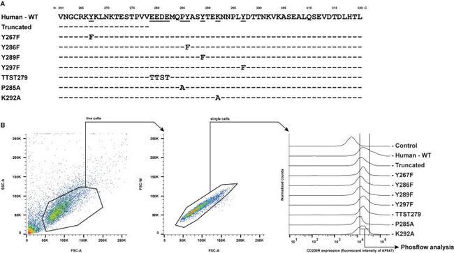 CD200 Receptor Antibody in Flow Cytometry (Flow)