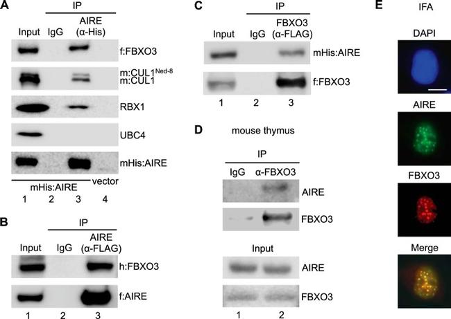 ROC1 Antibody in Western Blot (WB)