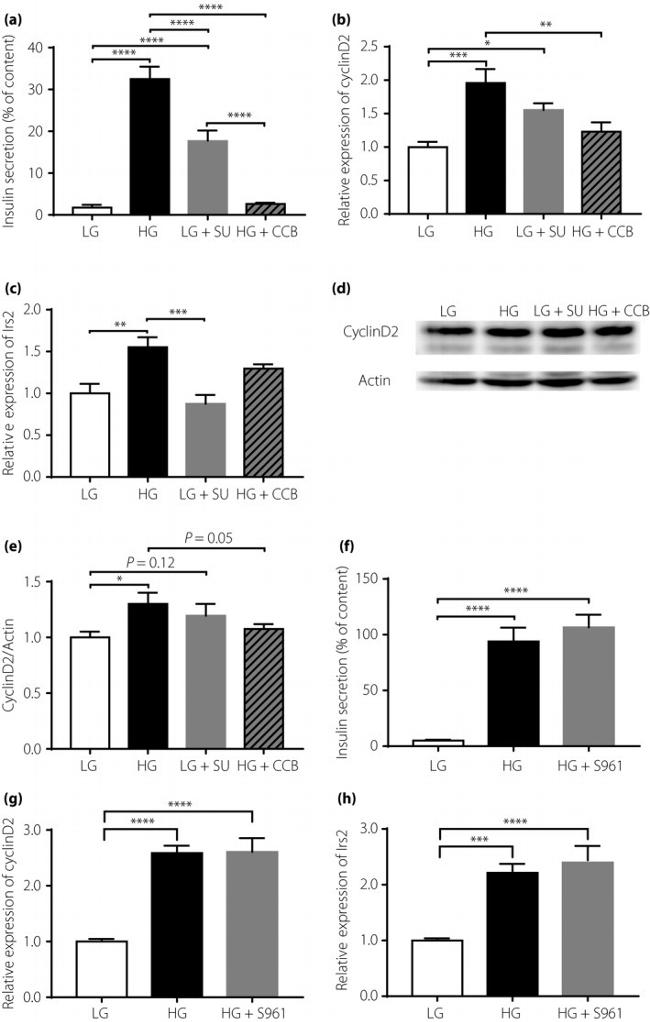 Cyclin D2 Antibody in Western Blot (WB)