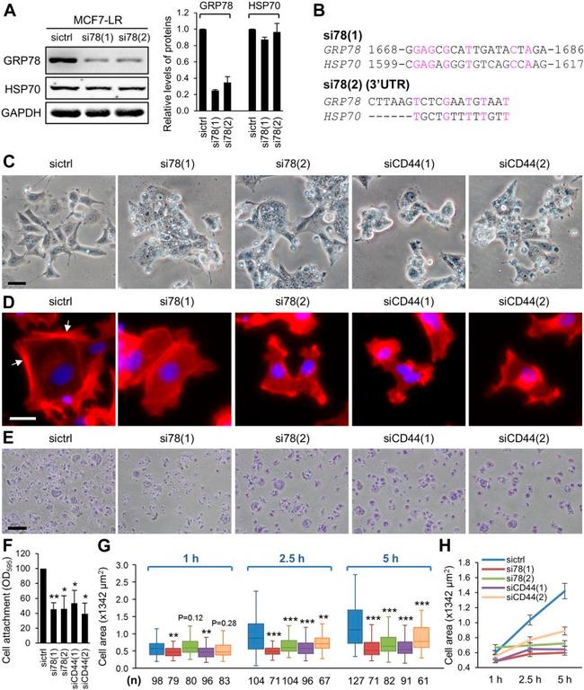 CD44var (v3) Antibody in Immunocytochemistry (ICC/IF)
