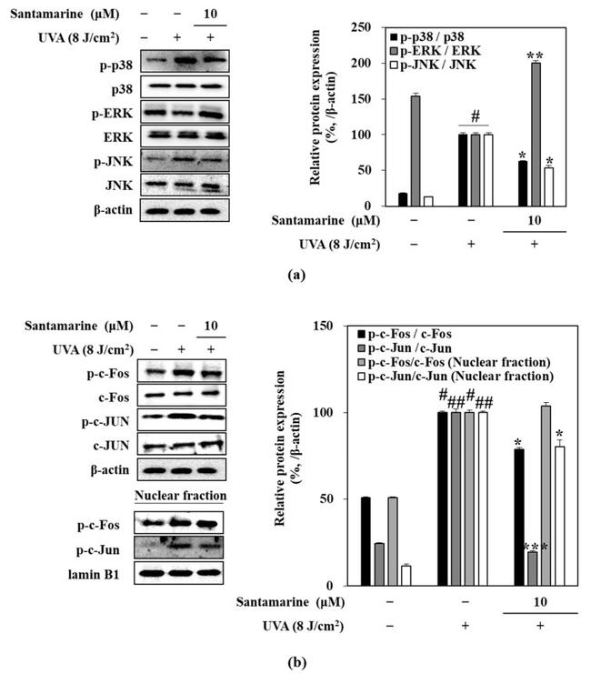 JNK1 Antibody in Western Blot (WB)