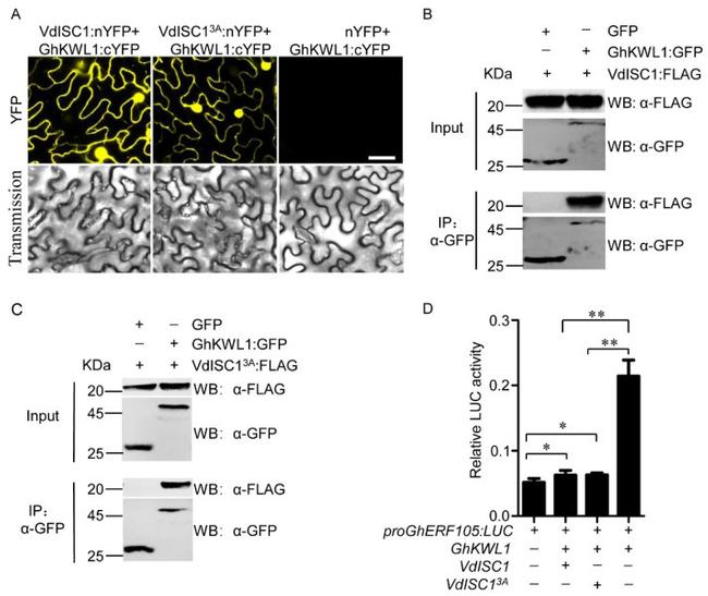 GFP Antibody in Western Blot, Immunoprecipitation (WB, IP)