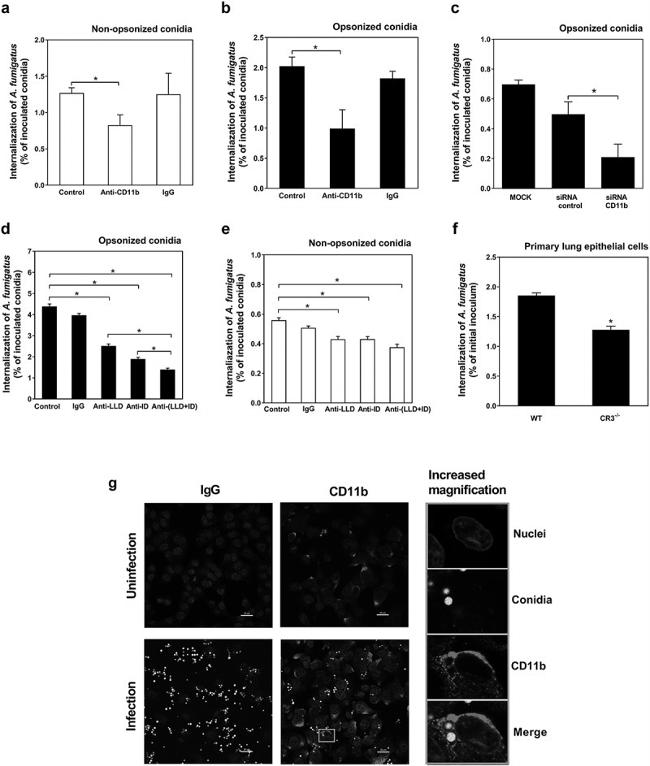 CD11b Antibody in Inhibition Assays (Inhibition)
