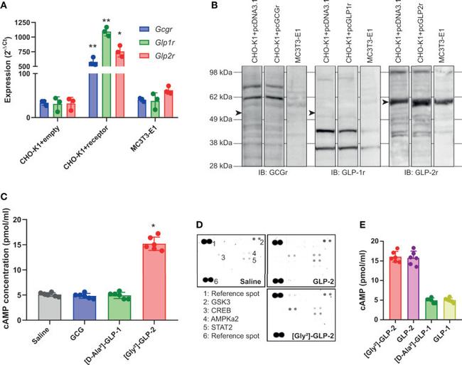 GLP2R Antibody in Western Blot (WB)