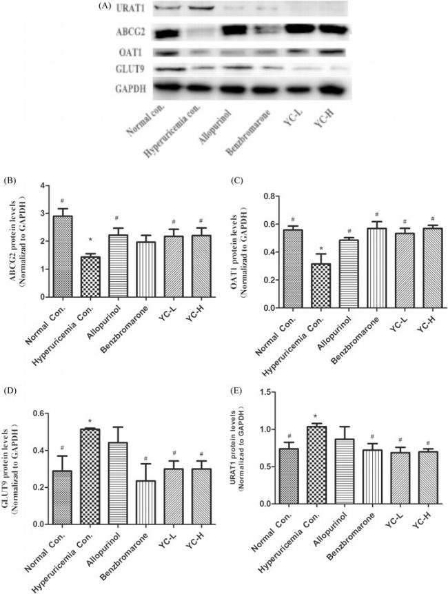 CD338 (ABCG2) Antibody in Western Blot (WB)