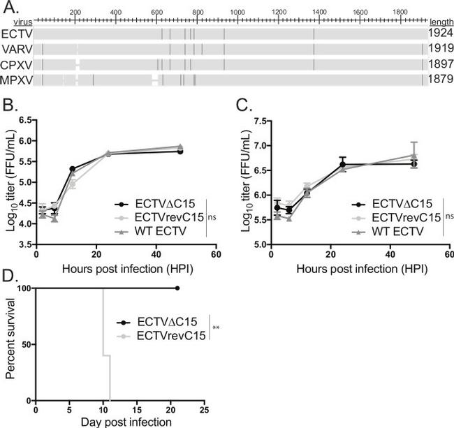 Vaccinia Virus Antibody in Immunocytochemistry (ICC/IF)