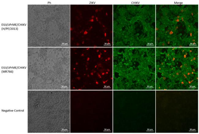 Chikungunya Virus Antibody in Immunocytochemistry (ICC/IF)