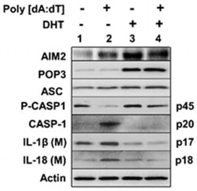 Caspase 1 Antibody in Western Blot (WB)