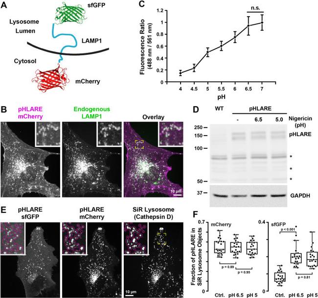 mCherry Monoclonal Antibody (16D7) (M11217)