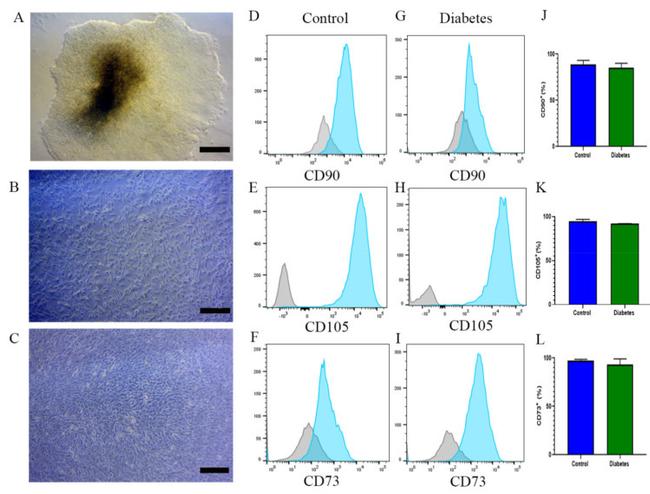 CD105 Antibody in Flow Cytometry (Flow)