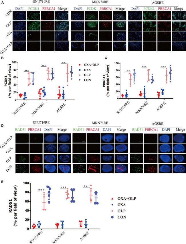 Phospho-BRCA1 (Ser1497) Antibody in Immunocytochemistry (ICC/IF)