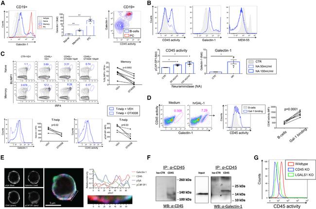 CD45RB Antibody in Immunoprecipitation (IP)
