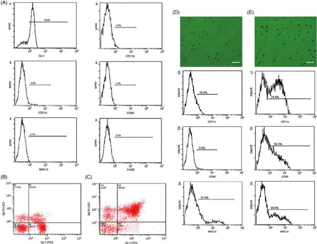 CD11b (activation epitope) Antibody in Flow Cytometry (Flow)