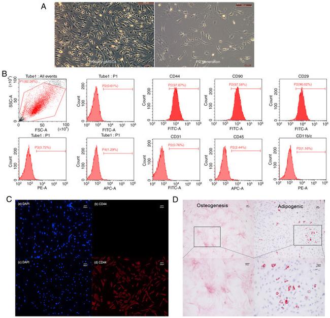 CD31 Antibody in Flow Cytometry (Flow)